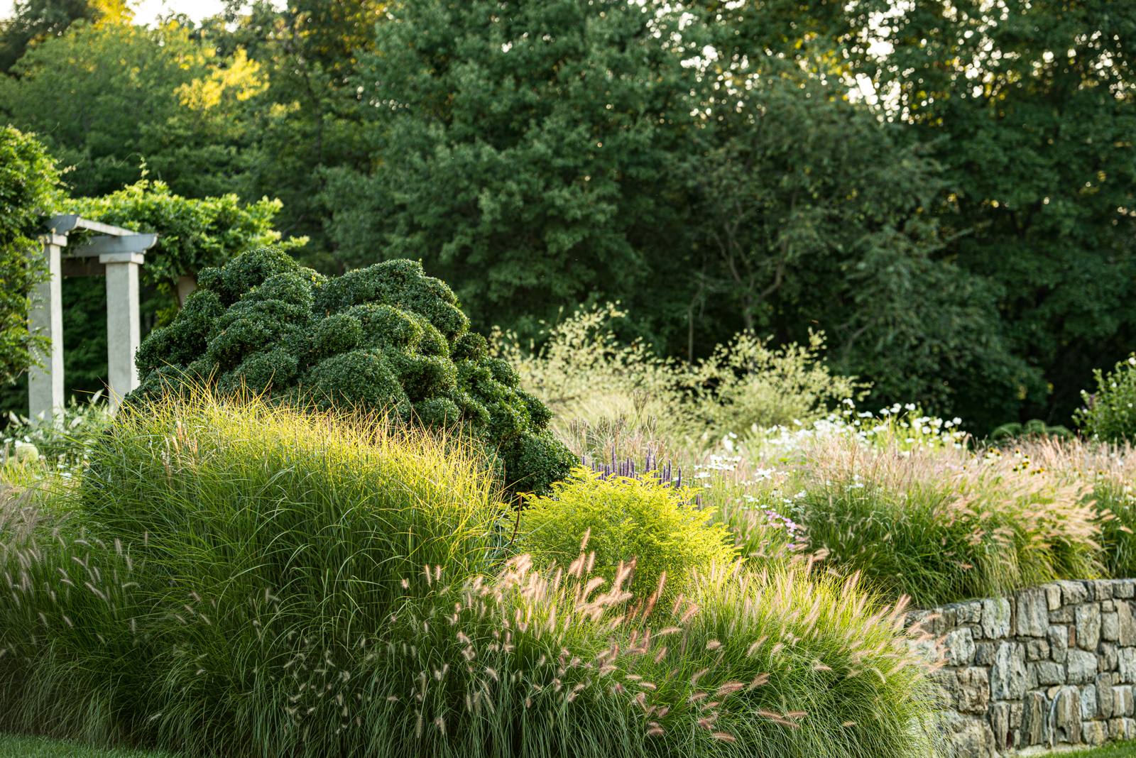 Fountain grass and boxwood beside a stone wall and pergola
