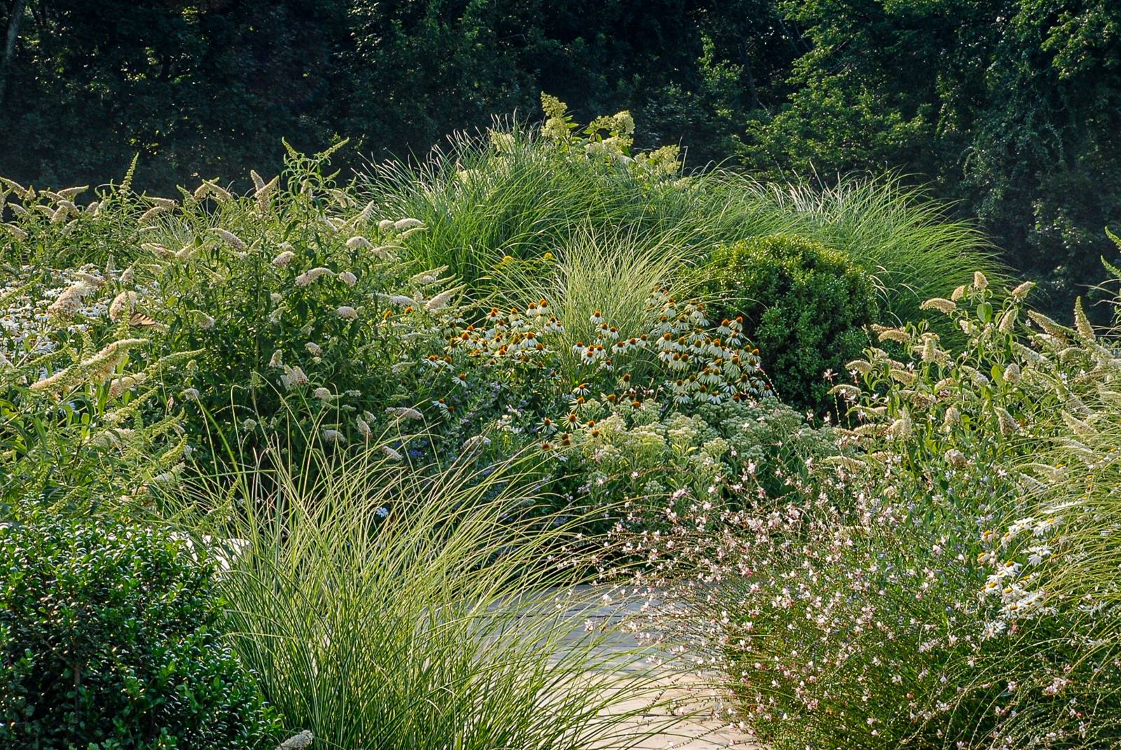 Grasses, buddleia, coneflower and gaura along a stone path