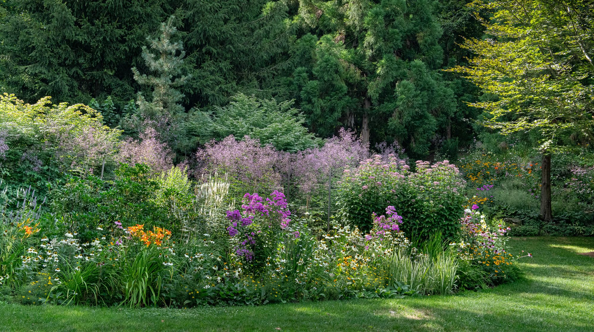 Summer perennial border of phlox, daylilies, coneflowers, Joe Pye weed and meadow rue against tall evergreens