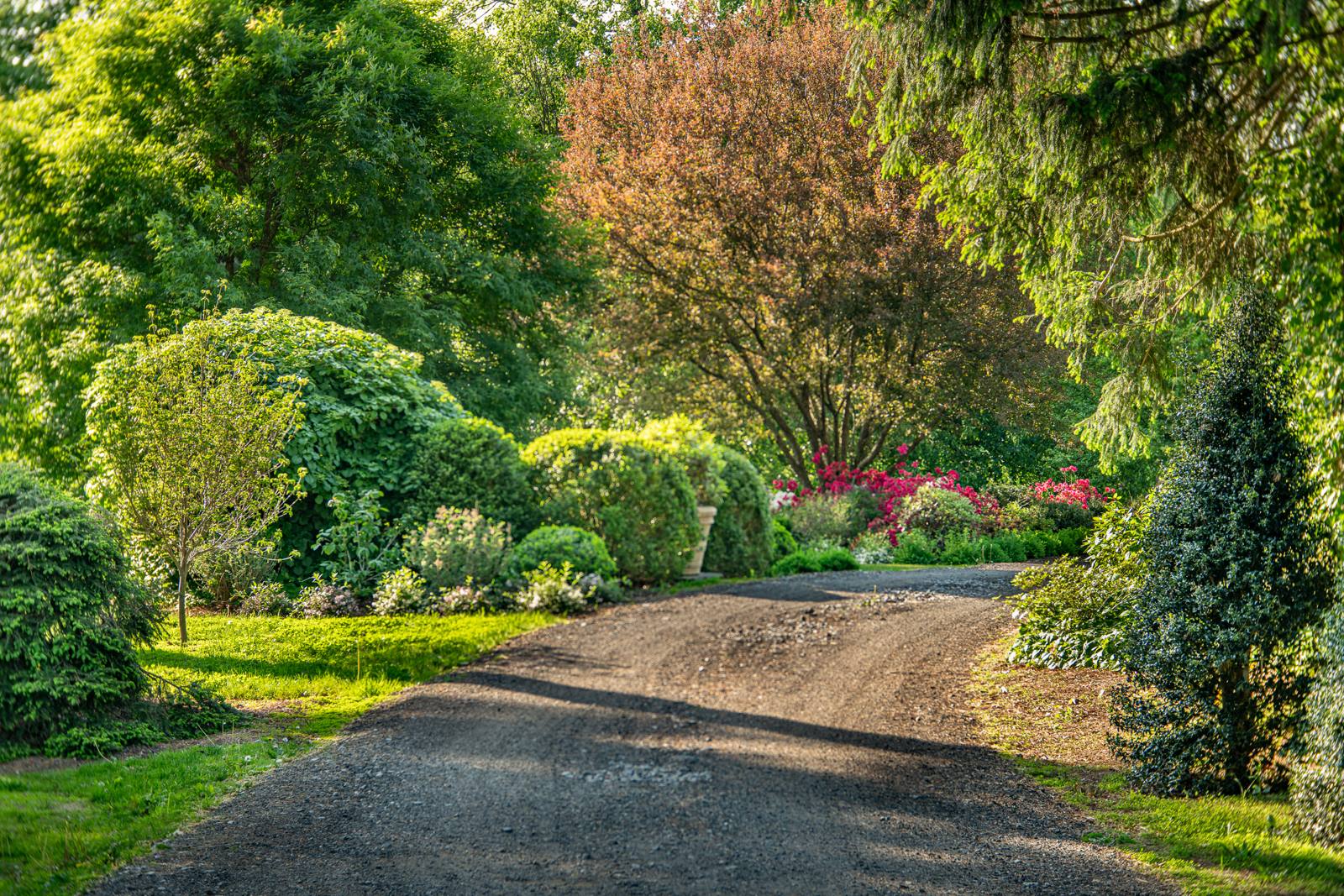 Gravel drive lined with shrubs and flowering trees