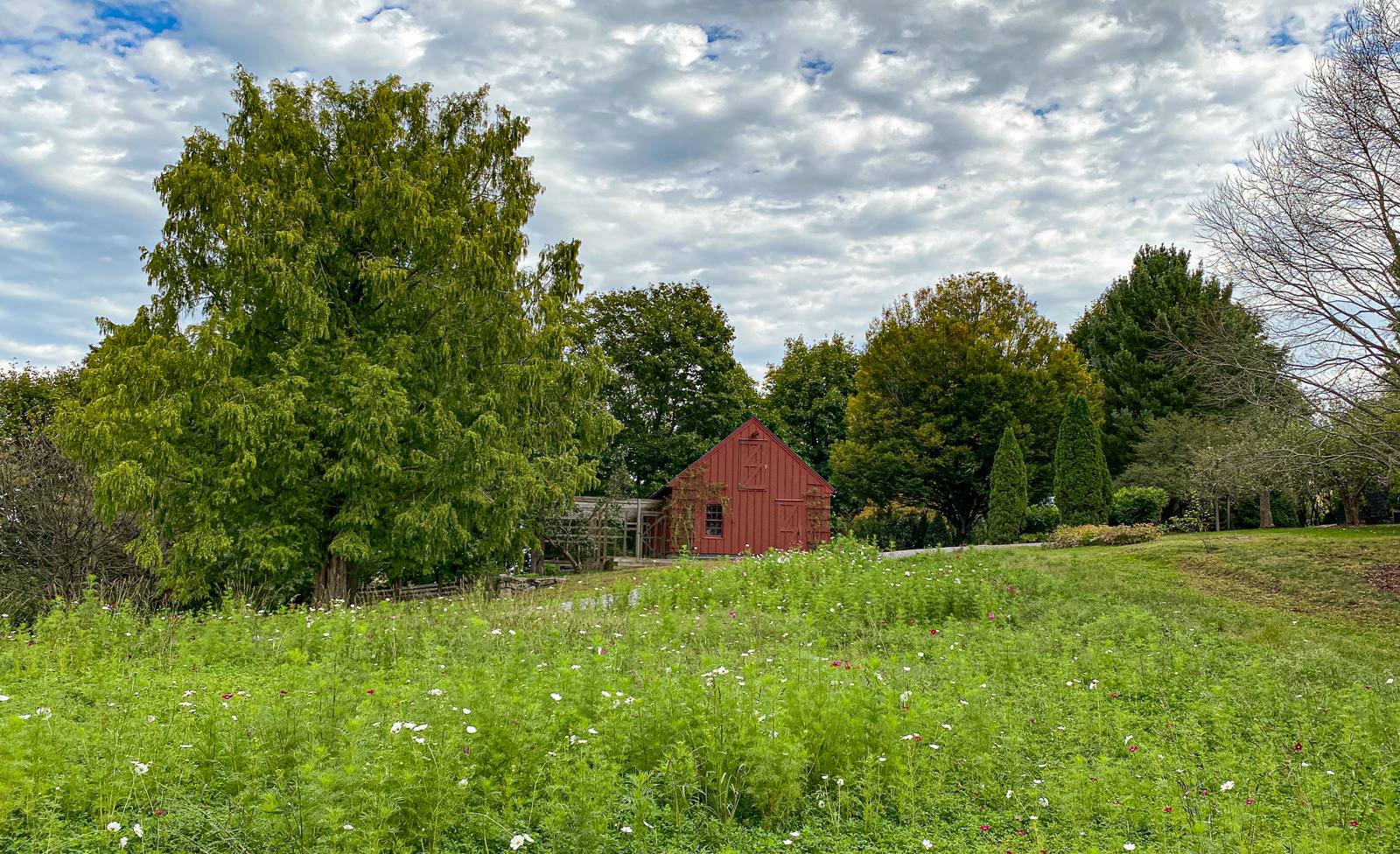 Red barn above a meadow of cosmos