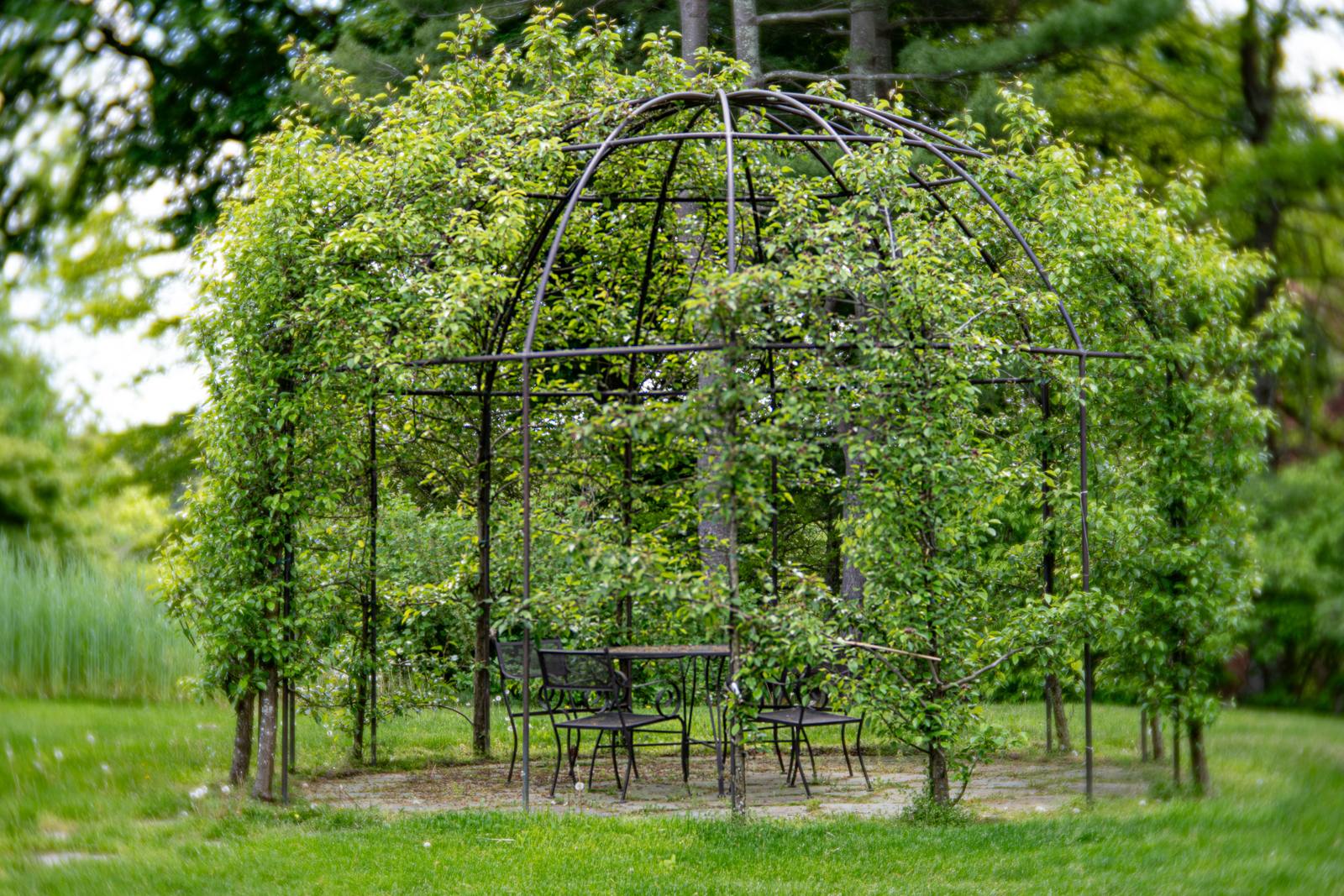Trees trained over a metal dome arbor with a table and chairs