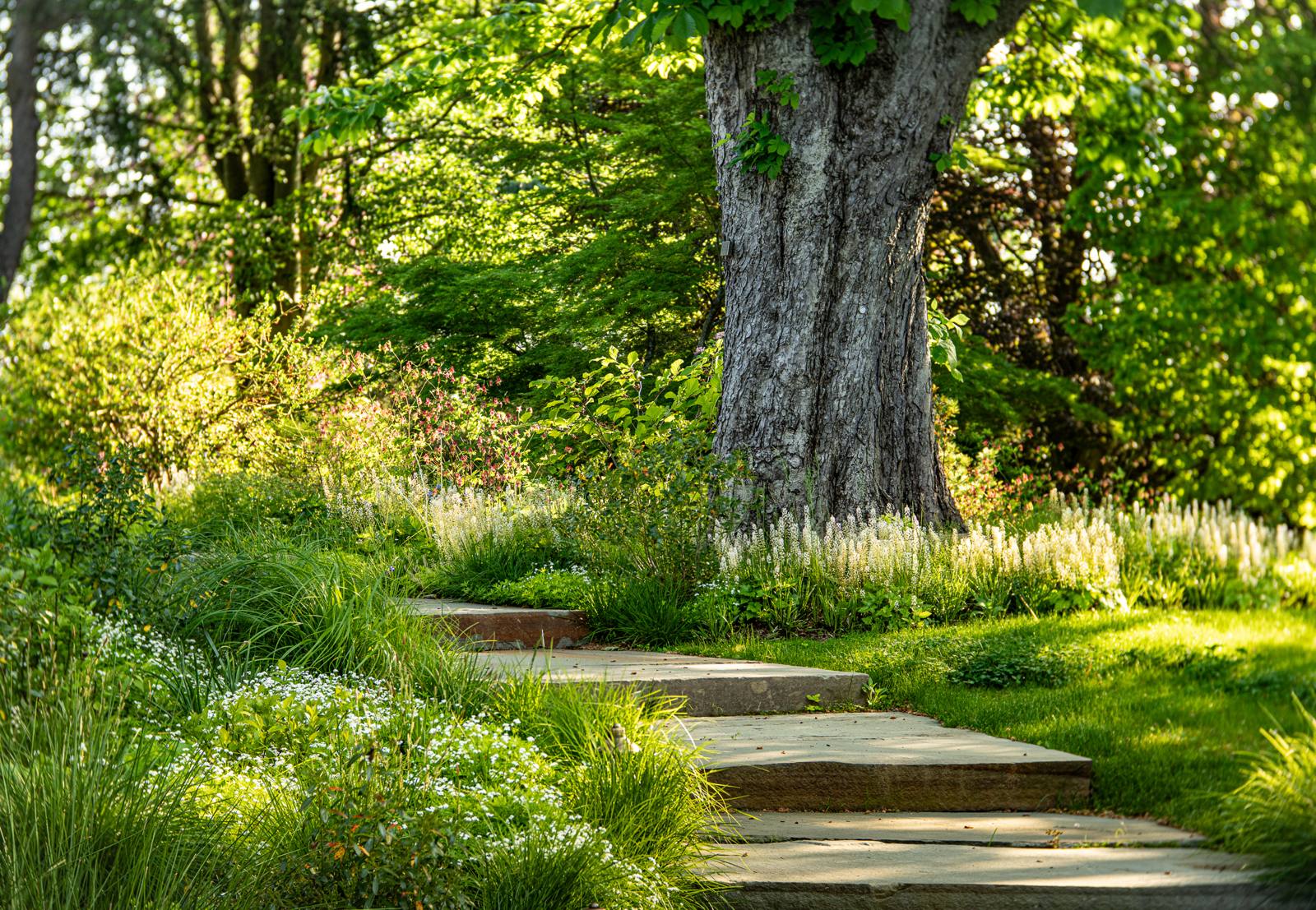 Stone steps beneath a mature tree, with white flowers and grasses