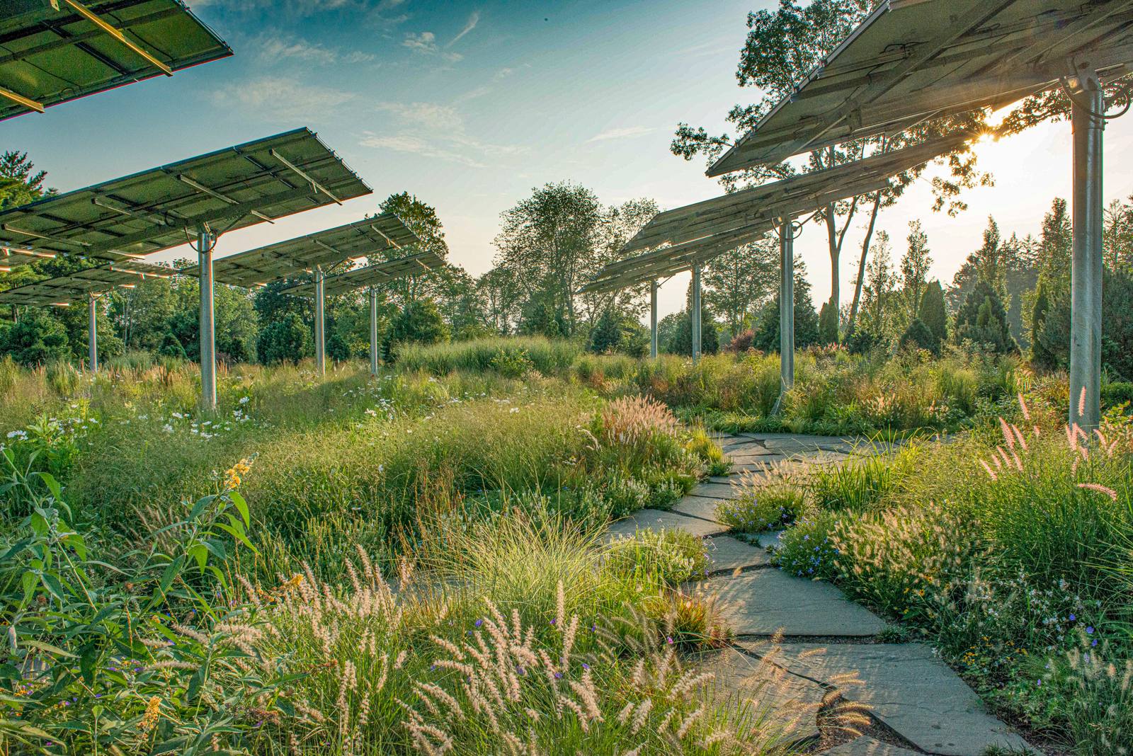 Evening light on the meadow and flagstone path