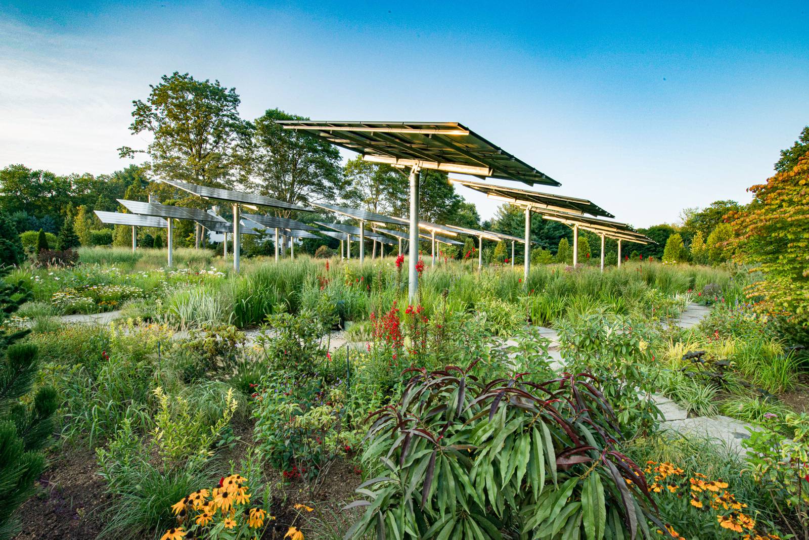 Solar orchard with black-eyed Susans and red flowers in the foreground