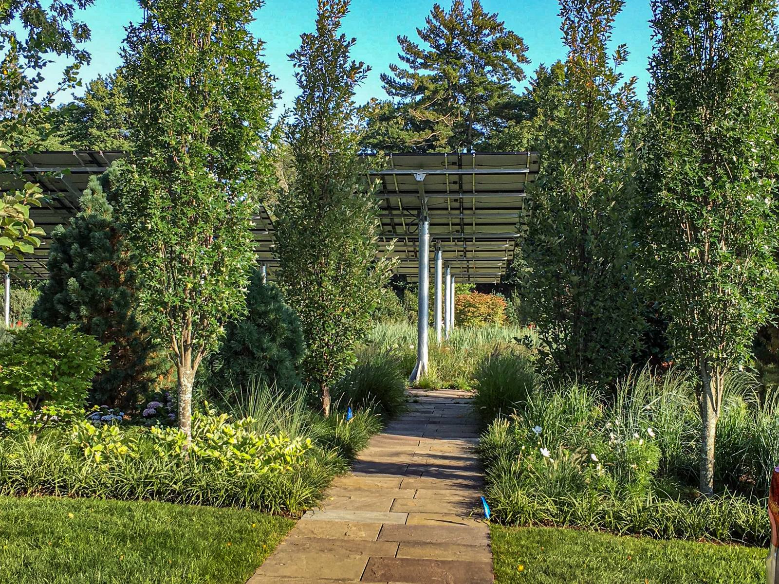Columnar trees framing a bluestone walk toward the panels
