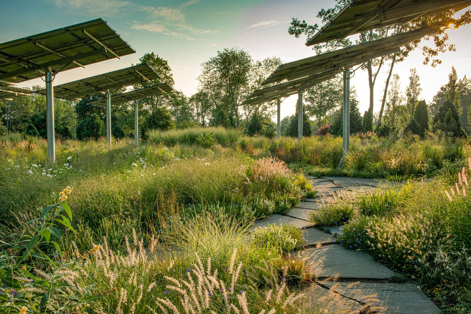 Sunrise over a flagstone path through grasses and perennials