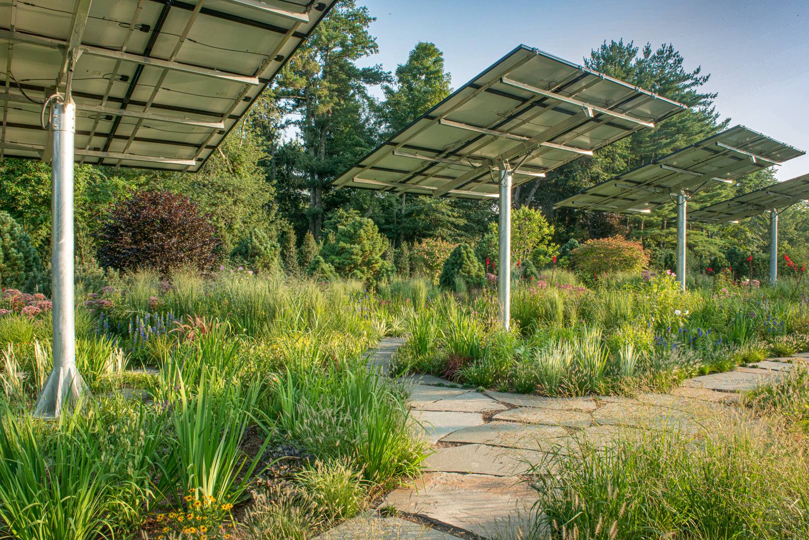Solar panels above a meadow of grasses and perennials