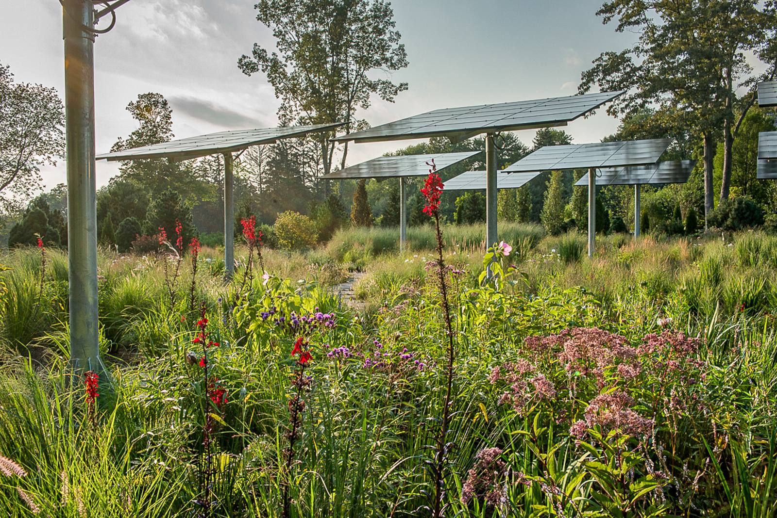 Red and pink flowers in the meadow beneath solar arrays