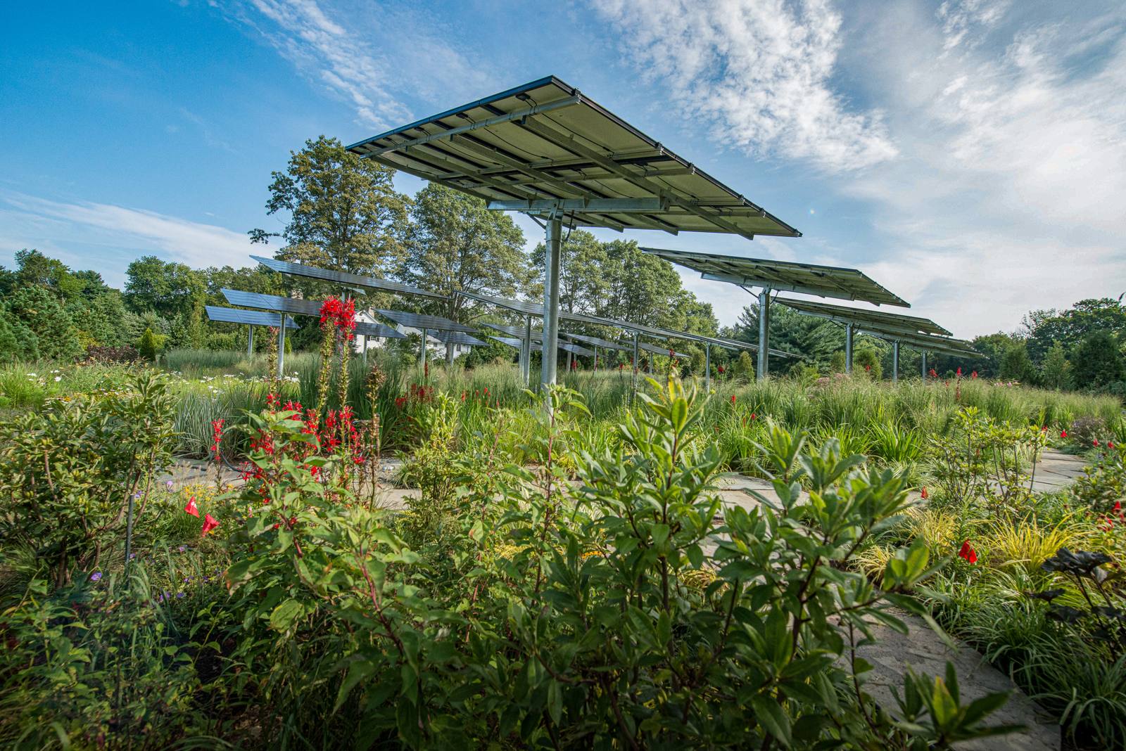 Red flowers in the foreground with solar panels beyond