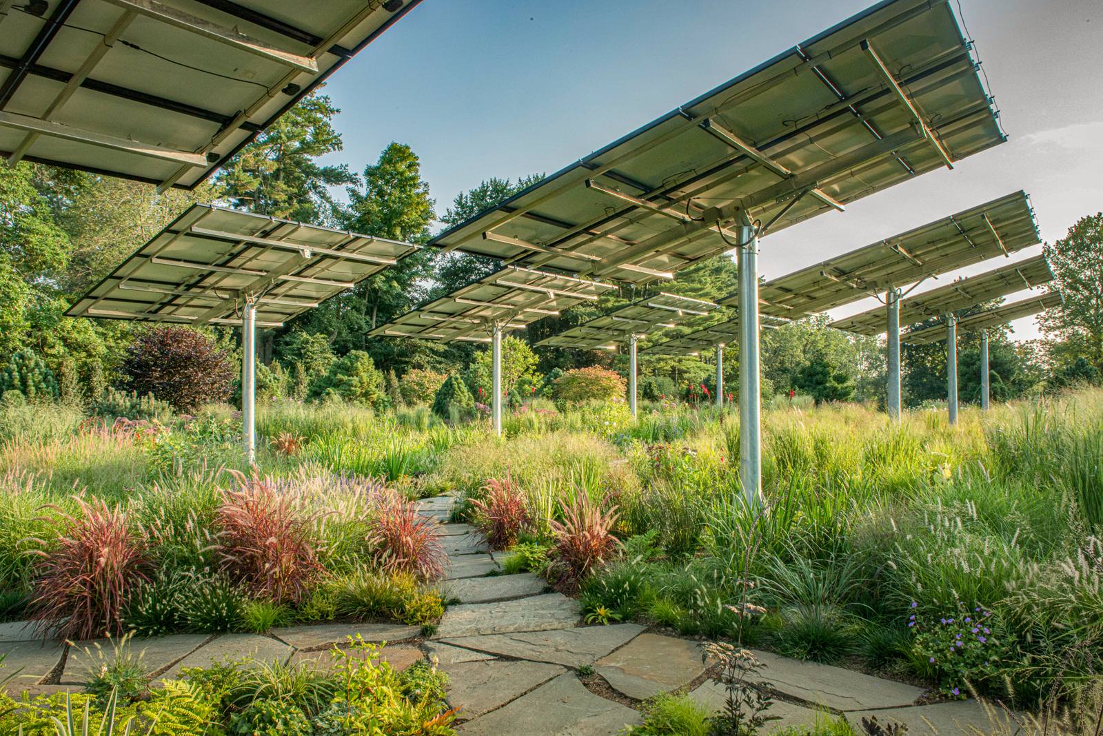 Ornamental grasses along a flagstone path under solar panels