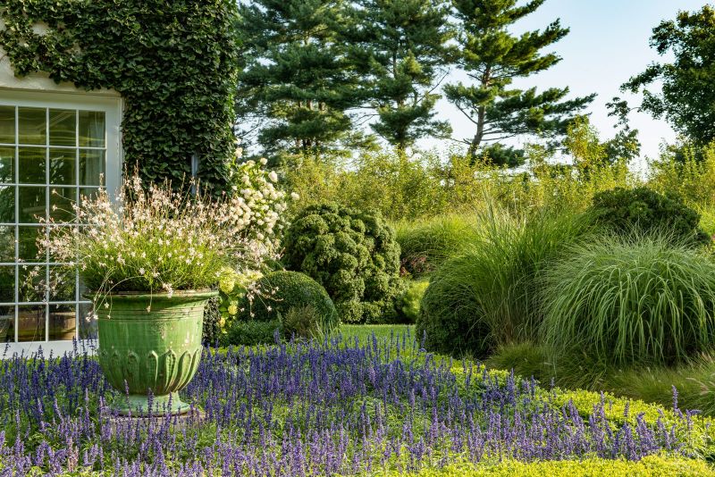 Green glazed urn of white gaura above a sweep of blue salvia, with clipped boxwood and ornamental grasses beyond