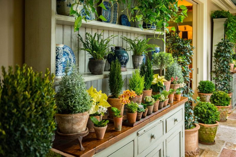 Painted hutch filled with terra-cotta pots of rosemary, dwarf cypress, ferns, orchids and yellow poinsettias