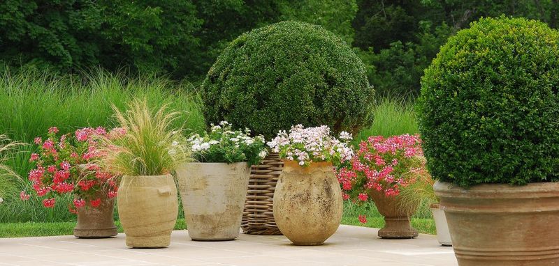 Weathered stone pots of geraniums and grasses grouped with clipped boxwood spheres on a terrace