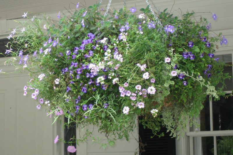 Close view of a lush hanging basket of purple, lavender and white annuals