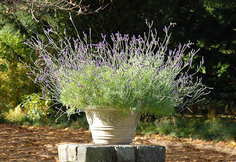 Lavender spilling from a carved stone urn set on a granite plinth