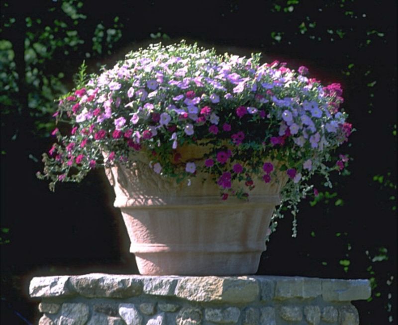 Terra-cotta urn of petunias and trailing silver foliage atop a fieldstone wall