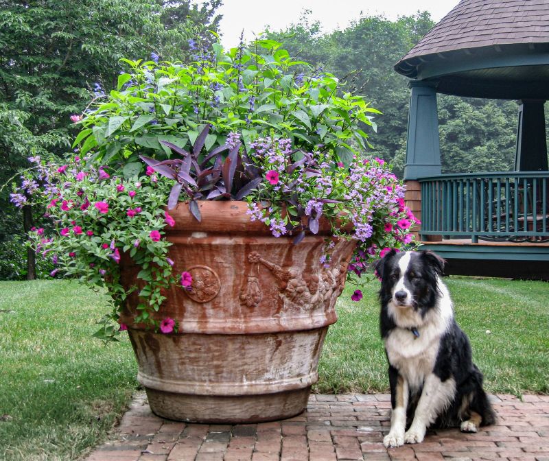 Large carved terra-cotta urn of salvia, petunias and purple foliage beside a border collie