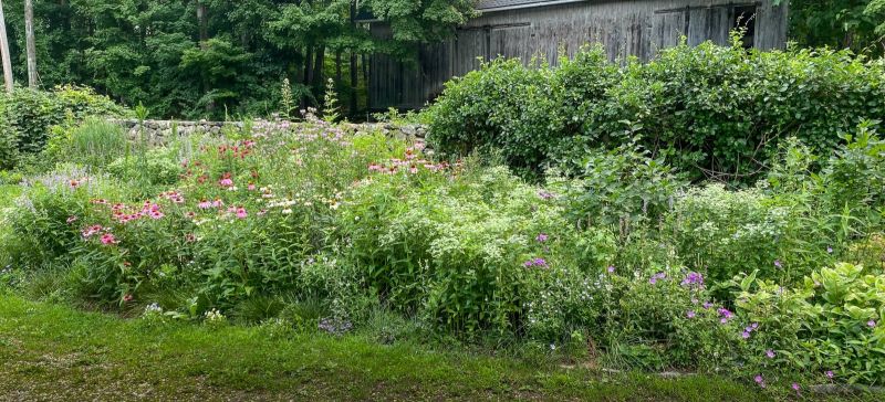 Border of coneflowers and other pollinator perennials beside a stone wall and old barn