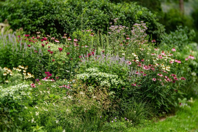 Close view of coneflowers and other pollinator plants in the border
