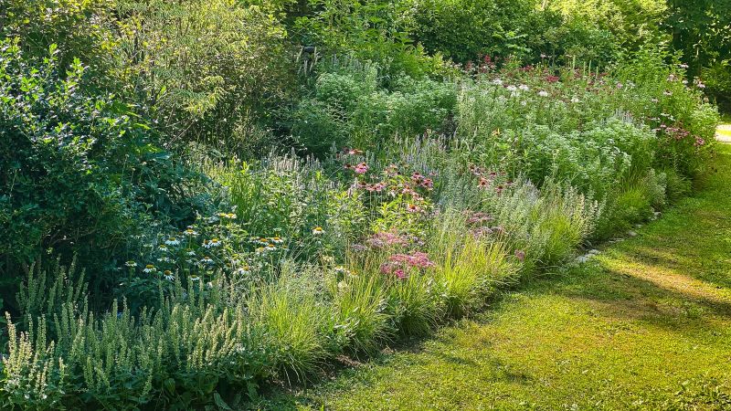 Summer border of coneflowers, grasses and perennials in late light