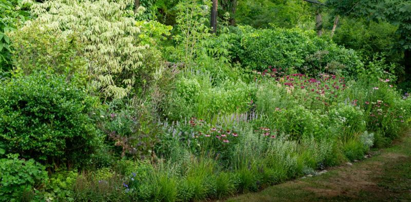 Pollinator border with variegated dogwood, coneflowers and perennials