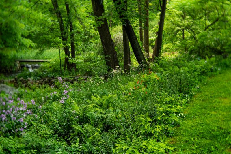 Woodland garden of ferns, columbine and wildflowers beside a stream