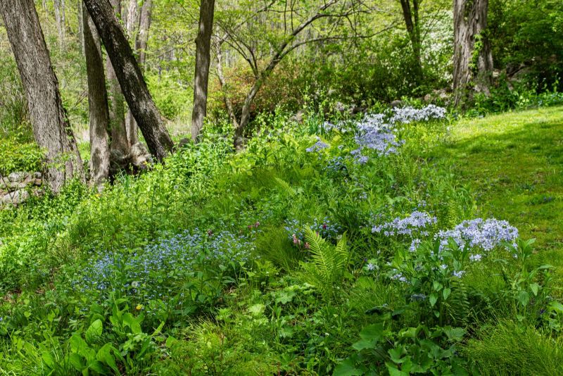 Spring woodland border of phlox, forget-me-nots and ferns beneath trees