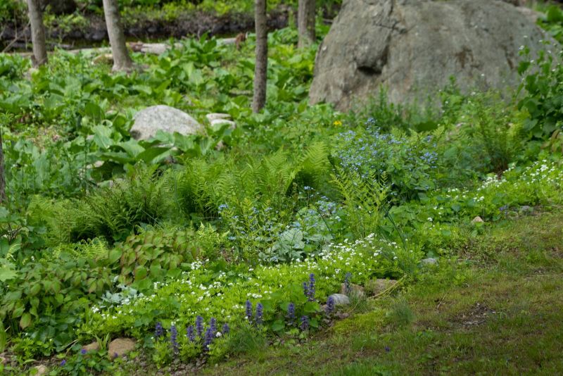 Woodland edge with ferns, sweet woodruff and blue forget-me-nots beside a boulder
