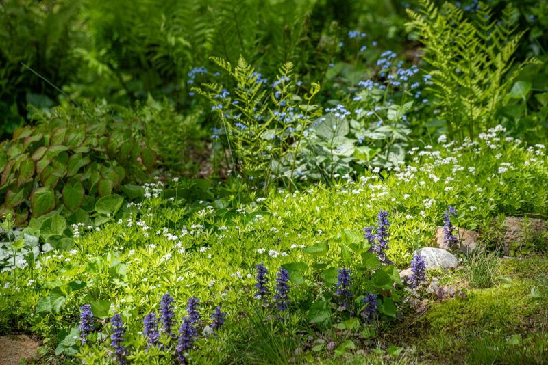 Sweet woodruff and bugleweed beneath ferns and blue flowers