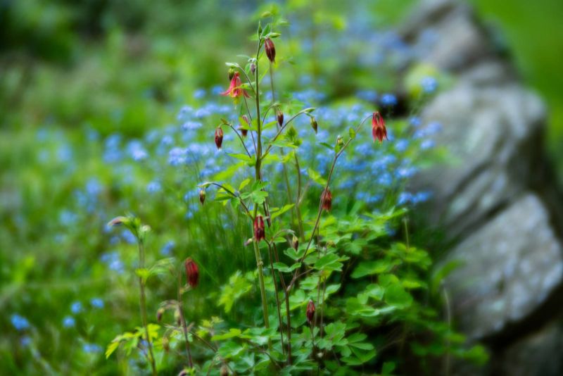Red columbine against a haze of blue forget-me-nots