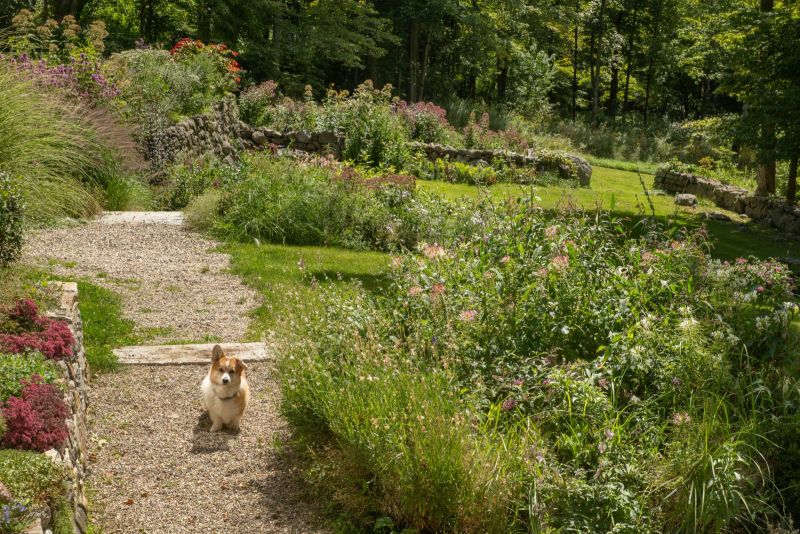 Gravel path and stone steps between a flower border and a stone retaining wall, with a corgi on the path