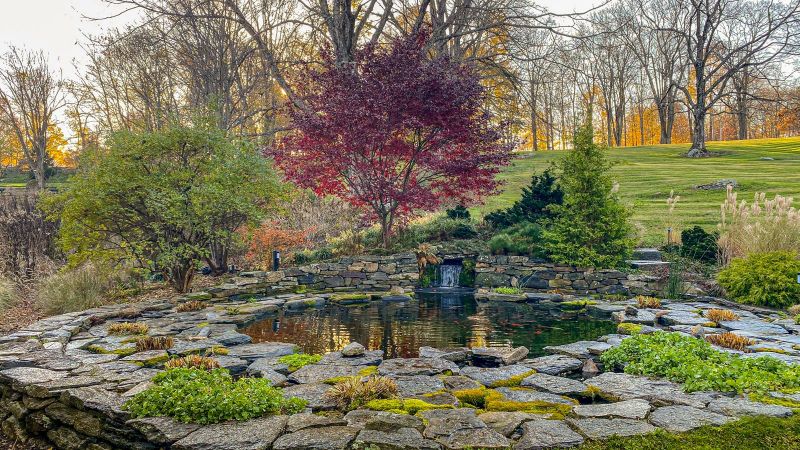 Stone-edged koi pond and waterfall beneath a red maple in autumn