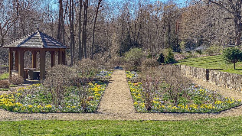 Spring daffodils and bulbs in the beds either side of the gravel path to the gazebo